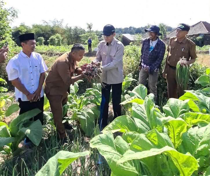 Inovasi Petani Lombok Tengah Tingkatkan Pendapatan dengan Tumpangsari Bawang Merah di Lahan Tembakau